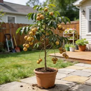 Heirloom Non-GMO Longan Sapling Authentic Grafted Variety for Heavy Fruit Yield in Pots or Backyards Blooms Spring Summer