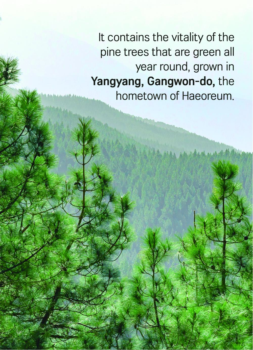 [PINE CICA LINE] Pine Calming Cica Toner_250ml