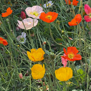 Luminous·Kaleidoscop