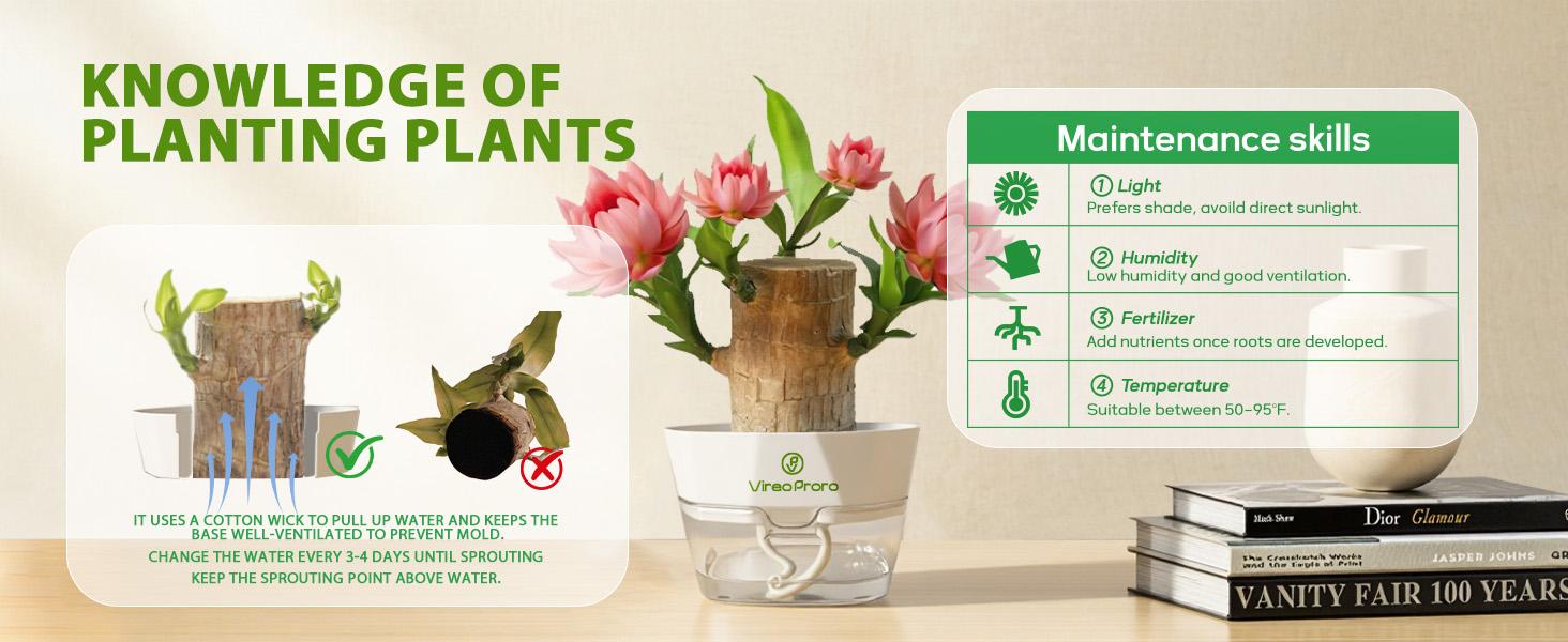 Brazilian Lucky Wood Live Plant with Nutrient Solution - U.S. Grown Palo de Brasil, Lucky Gift for New Home/Graduation, Low-Care Indoor Desktop Ornament