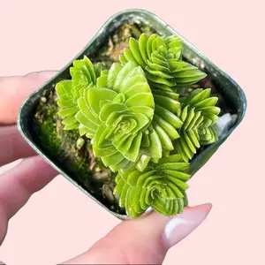 2” Crassula Spiralis – Rare Spiral Succulent in 2” Pot | Geometric Live Plant for Collection or Gift Houseplants