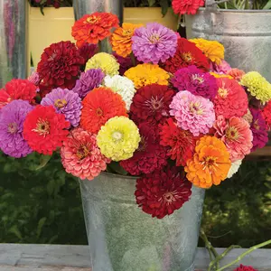 Benary's Giant Mix Zinnia: 20 Seeds