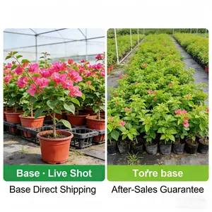 Bougainvillea seedlings, the ideal choice for gardening enthusiasts | Colorful outdoor flowering plants suitable for home gardening