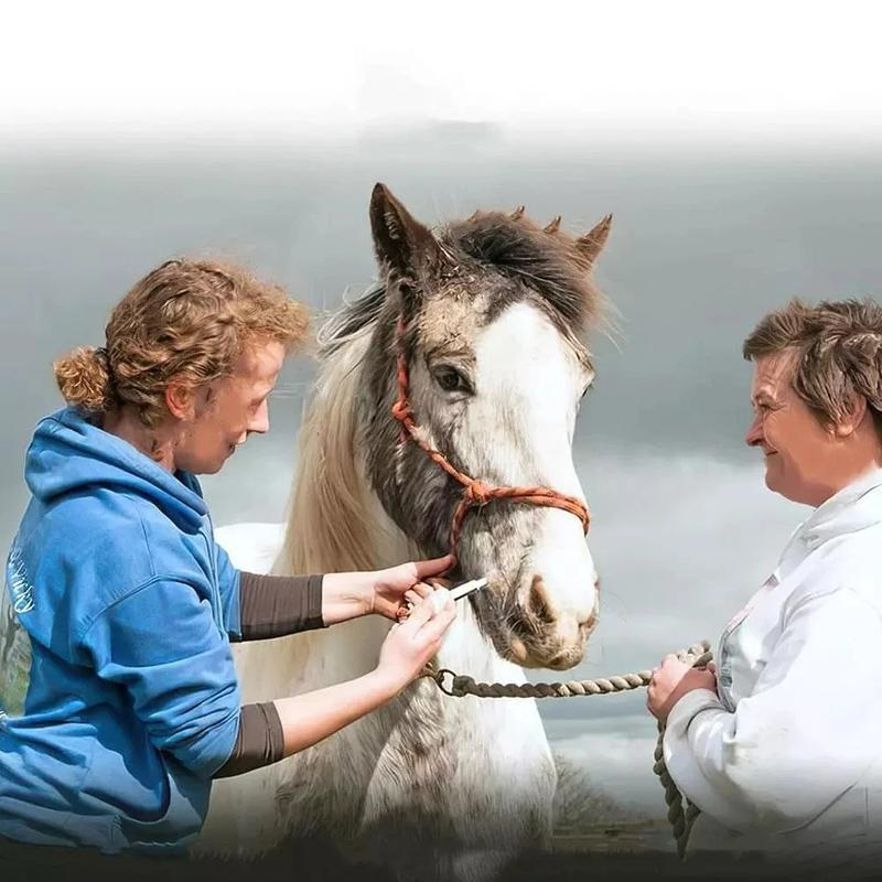 DURVETTTT, 6 boxes.  Contains plant extracts, gentle and non-irritating, apple flavored.  Used for equine bone and joint care. Natural and safe, suitable for daily use.