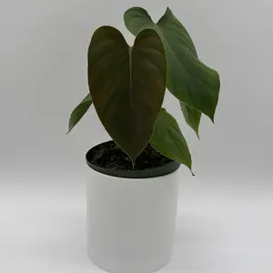 Philodendron Lynamii 6" Pot Rare House Plant Tropical Plant for Low Light Conditions Easy Care Decorative Indoor Plant