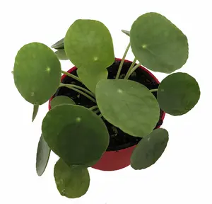 Hirt's Gardens Chinese Money Plant - Pilea peperomiodes - 2.5" Pot