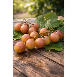 Darlene Muscadine Grape Vine – 2-Year Bare Root Grape Plants – Produces Extremely Sweet, Bronze Grapes – Vigorous & Productive Vine – From Hand Picked Nursery