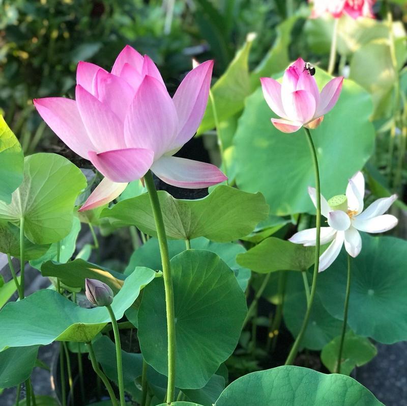 Mixed Color Bonsai Lotus Seeds - Water Lily Plant Seeds for Ornamental Ponds and Home Planting Easy to grow