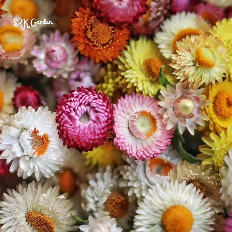 Dwarf Strawflower Seed Mix