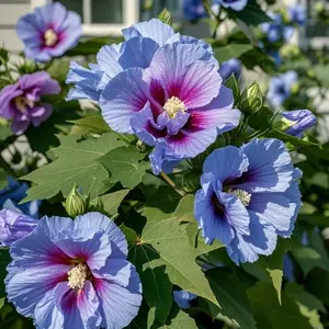 100 Hibiscus Seeds for Planting, Colorful Flower Seeds for Backyard Garden Beds, Patio Containers and Outdoor Landscape Decoration, Ornamental Garden Flowers, Seeds Only Not Live Plants