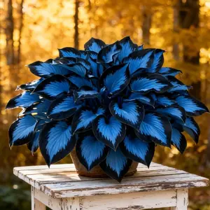 300 high-quality hosta seeds  . guaranteed viable with no bad seeds. A perennial shade plant, perfect for gardens and yards. Made in the USA | Non-GMO |