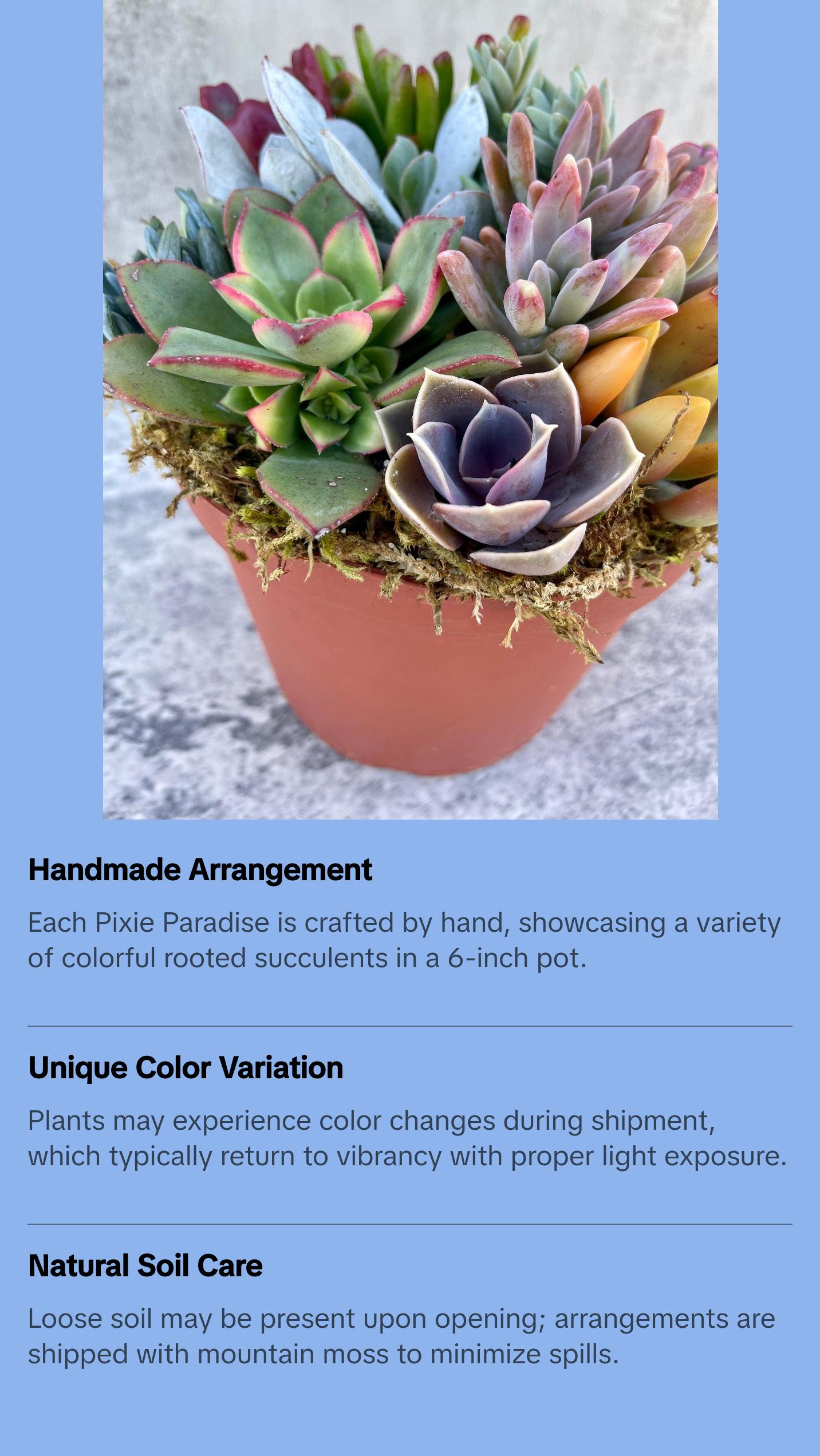 Pixie Paradise - Live 6” Succulent Arrangement - Ships Free! Pixie Paradise - Live 6” Succulent Arrangement - Ships Free!