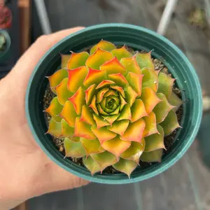 4” Sempervivum Gold Nugget / Cold Hardy Succulent Plant