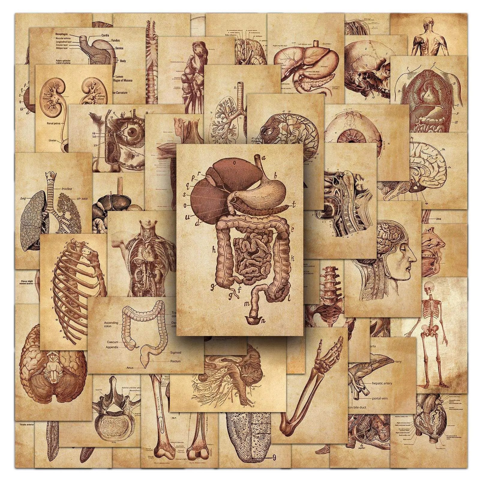 50 Pcs Vintage Medical Anatomy Stickers | Retro Science-Themed Vinyl Decals for Laptop, Journal & Scrapbooking