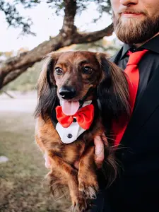 Custom Dog Wedding Tuxedo Bandana | Handmade Ring Bearer Outfit for Dogs
