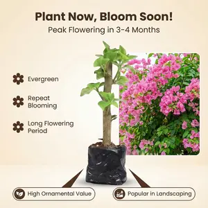 Bougainvillea Starter Plant for Home Garden | Beginner Friendly Outdoor Flowering Vine | Live Plant for Patio and Yard Growing