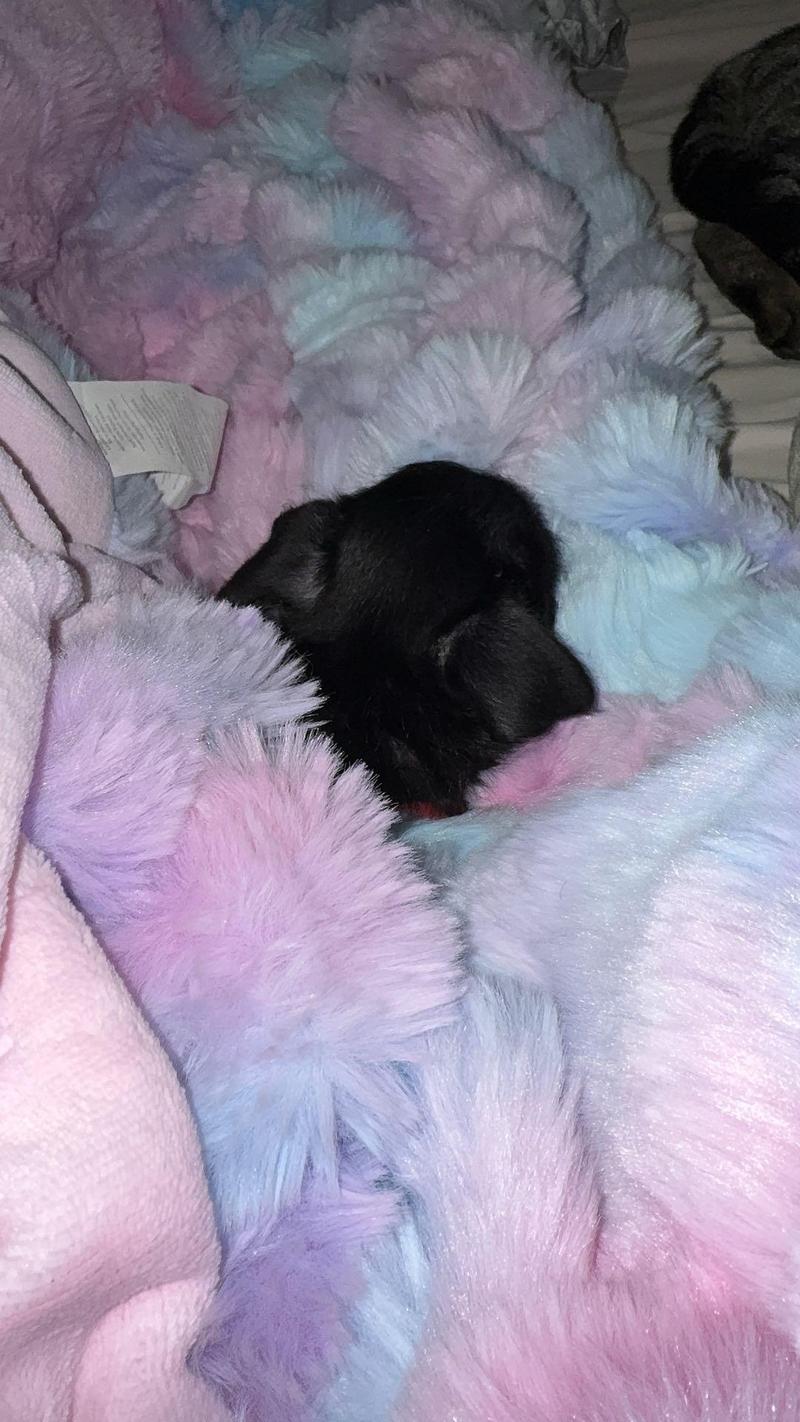 【Valentine's Day gift】Bedsure Weighted Faux Rabbit Fur , Soft Fluffy Fuzzy  Cozy Plush Sherpa Fleece  Blanket, Thick Warm Christmas Blanket Gifts for Women,The  Blanket  For Stress & Anxiety,Soft  Warm ComforterComforter