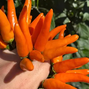 Jeracuaro Orange Pepper Seeds - 20+ Hot Pepper Seeds