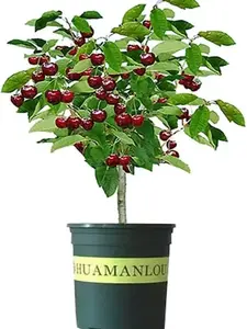 Black Cherry Fruit Tree Live Plant Seedling - Prunus serotina, Great for Home and Garden Yards Planting