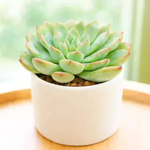 Echeveria runyonii ‘Pink Edge’