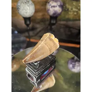 Mosasaurus Fossil Tooth