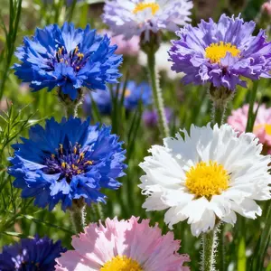 200 Bachelors Button (Cornflower) Seeds for Planting – Classic Blue Garden Flower Seeds for Backyard Beds, Containers, Raised Planters & Outdoor Flower Borders, Seeds Only (Not Live Plants)