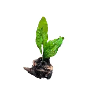 Java Fern on Coral Driftwood | Live Aquarium Plant on Wood | Nano Aquascape Decor for Betta, Shrimp & Planted Tanks