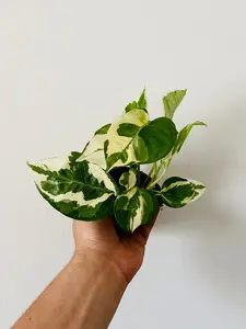 Glacier Pothos - Epipremnum Aureum 'Glacier' - 3" Pot