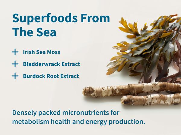 Snap Supplements - Irish Sea Moss - Sea Moss Supplement For Immunity, Digestion, Energy & Skin Tone Support - Natural Sea Moss Capsules