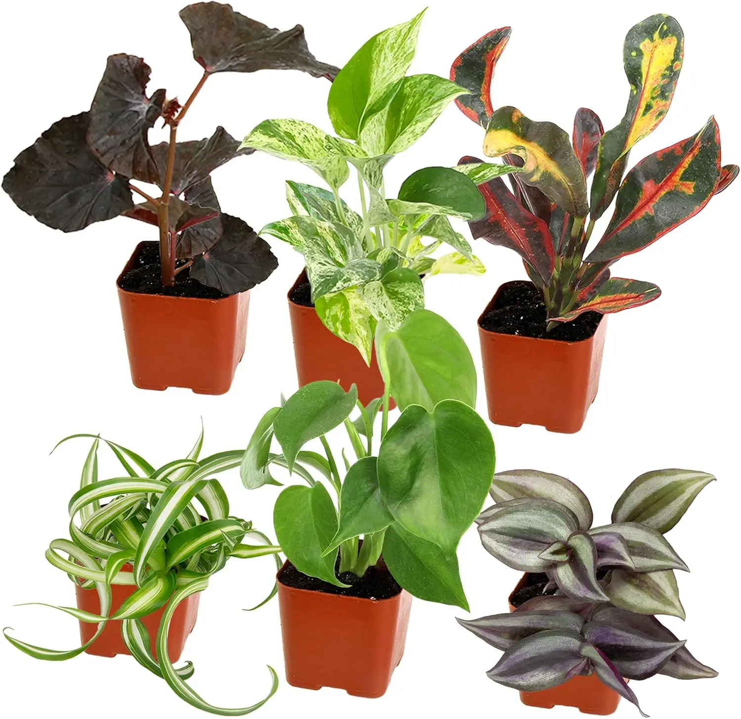 Tillandsia Air Plants Live Indoor Plants (6PK), Airplants Variety Live Plant Kit, Tropical Plants Live Houseplants, Air Plant Live Succulents Plants Live Plants Indoor House Plants by Plants for Pets