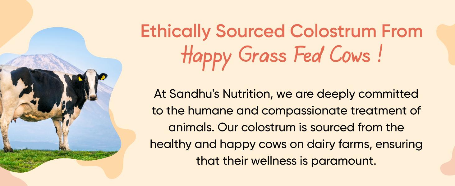 【Sandhus】Bovine Colostrum Digestive Health, Powder 0.28 LBS Edible Supplement