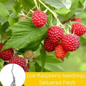 Live Raspberry Plant – Mature 18" Tall, Heavy Bearing & Easy Care – Sweet Fruit, Ready to Plant