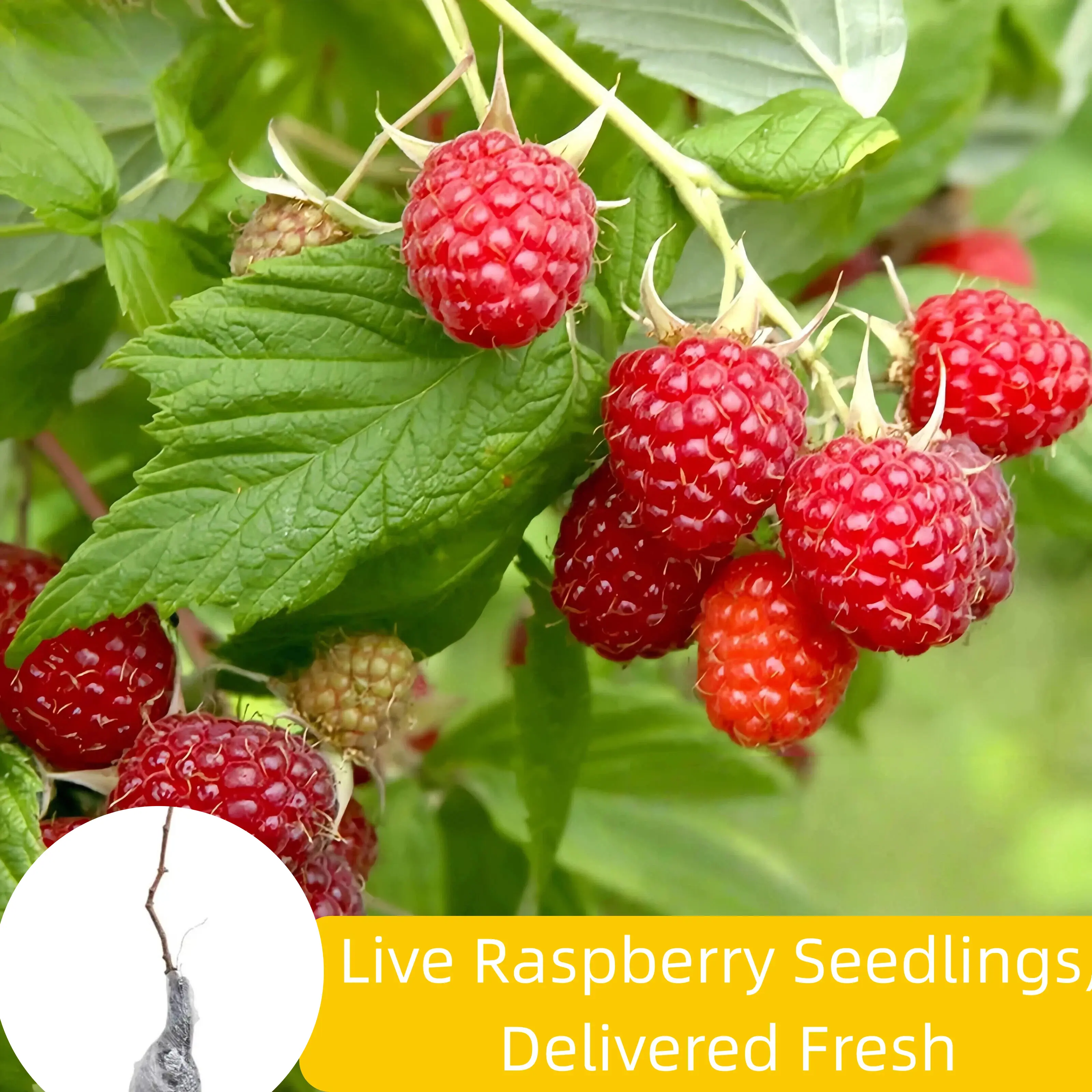 Live Raspberry Plant – Mature 18" Tall, Heavy Bearing & Easy Care – Sweet Fruit, Ready to Plant