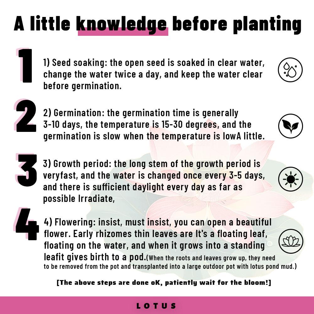 20 Mixed Color Bonsai Lotus Seeds for Ornamental Ponds & Home Planting - Easy to Plant, All Seasons, Open Mouth Bowl Variety