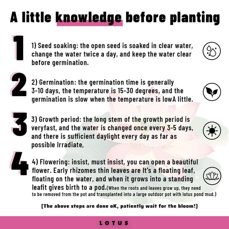 20 Mixed Color Bonsai Lotus Seeds for Ornamental Ponds & Home Planting - Easy to Plant, All Seasons, Open Mouth Bowl Variety