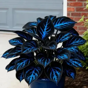 1000 PCS Hosta Seeds for Building Structured, Balanced and Natural Garden Layouts