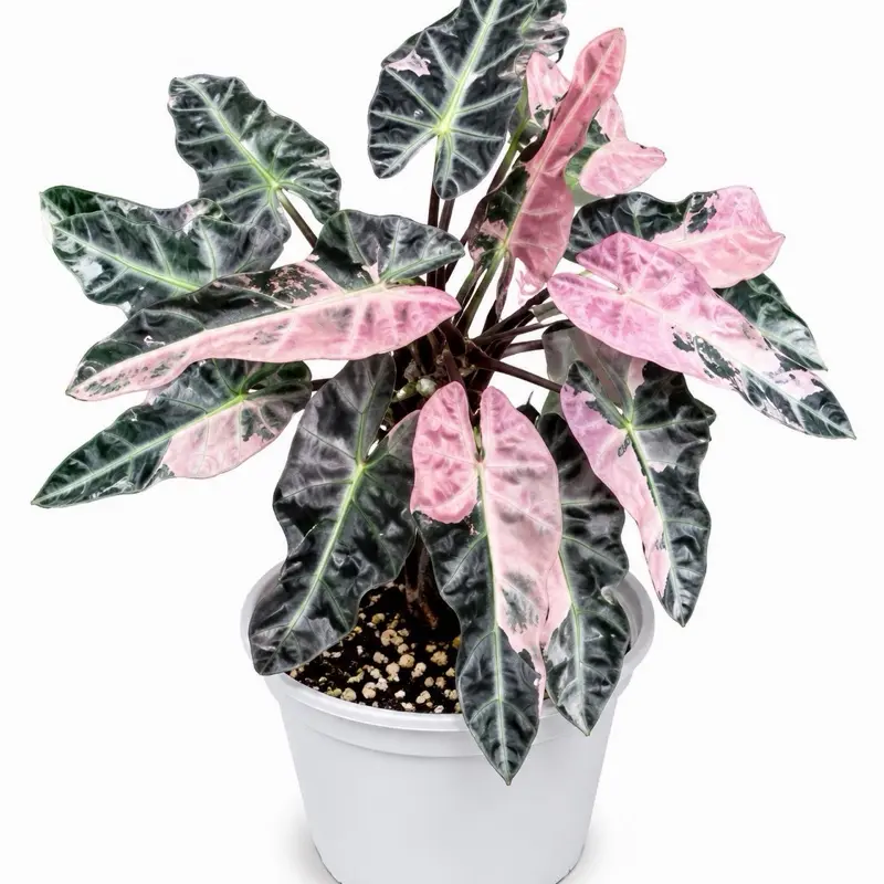 Alocasia Pink Bambino Tissue Culture Plant | Rare Mini Alocasia | Variegated Pink Houseplant Starter