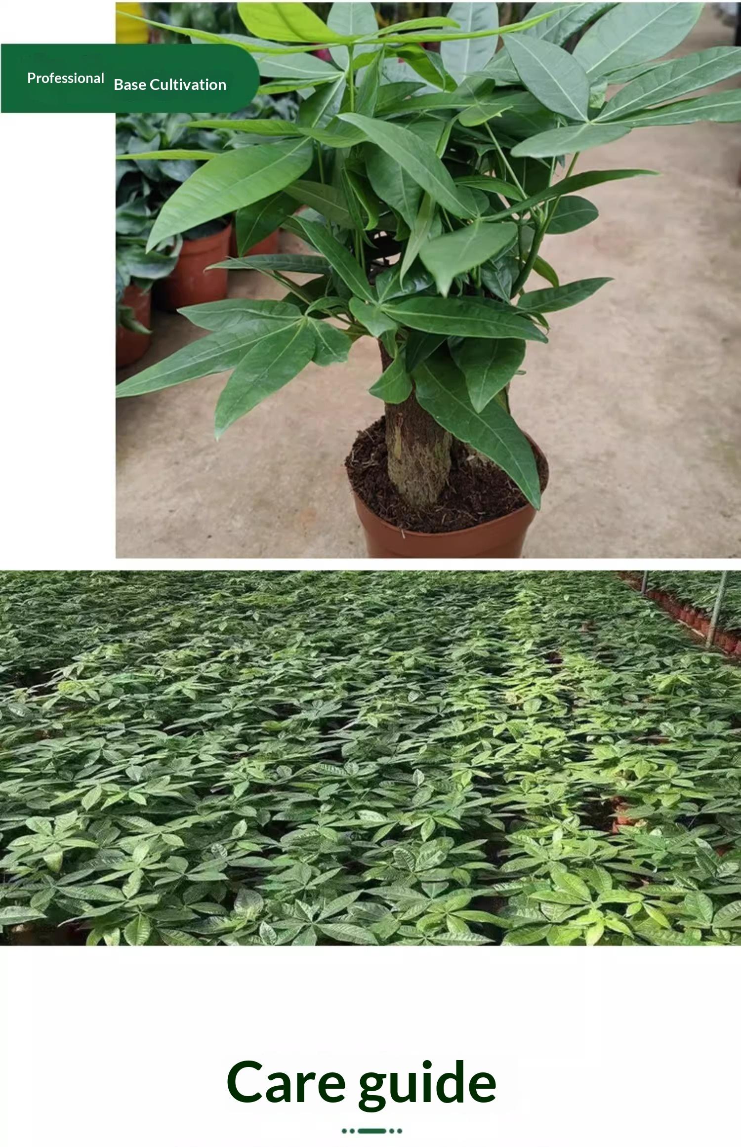 Prosperity Money Tree - Pest-Free Evergreen Plant with Undamaged Stems, High Plasticity Bonsai Suitable, Ideal Gift for Relatives & Beginners (Indoor/Office Use)