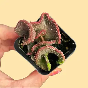 2” Euphorbia flanaganii f. cristata