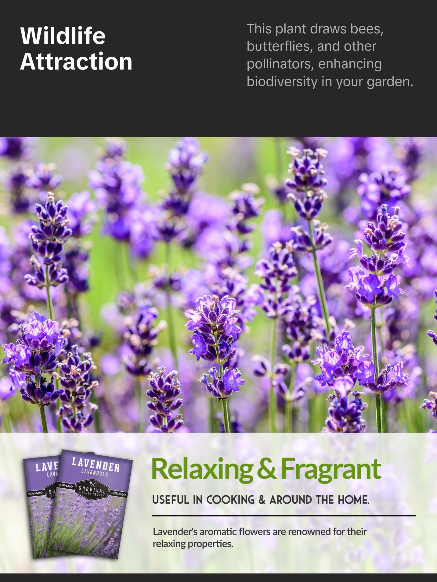 Survival Garden Seeds Lavender Seed for Garden Planting - Fragrant Flowers Non-GMO Heirloom Lavandula Herb for Relaxing & Drought Tolerant Perennial Favorite Survival Garden Seeds Lavender Seed for Garden Planting - Fragrant Flowers Non-GMO Heirloom Lavandula Herb for Relaxing & Drought Tolerant Perennial Favorite