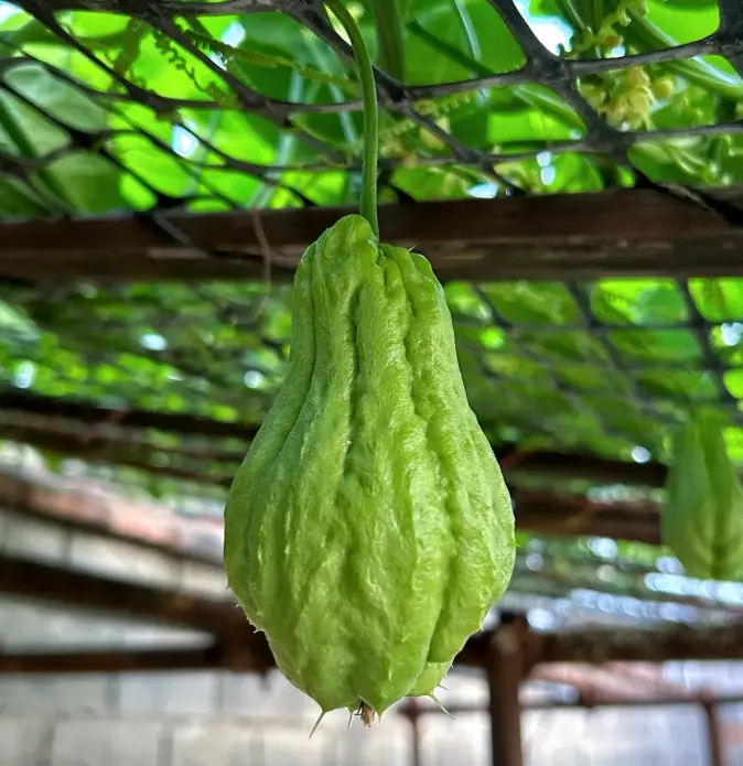 500 Pcs Chayote Mexican Squash Vine Seeds for Planting - Fast-Growing, Easy Growth, Garden-Friendly, Ideal for Beginners, Outdoor Garden Use, Boosts Greenery Appeal
