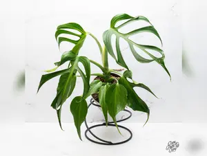 Monstera 'Burle Marx Flame' *Grower's Choice*