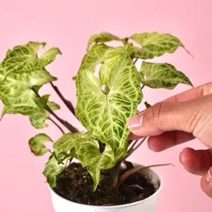 Syngonium Batik - 4” Pot