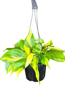 6" Philodendron Brasil, Live Houseplant, Indoor Plant