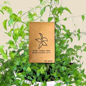 Asparagus Asparagoides Smilax 'Bridal Creeper' Seeds