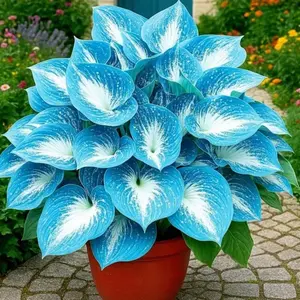 800 PCS Hosta Seeds for Creating Organized and Low Maintenance Garden Environments