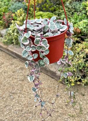 Variegated String of Hearts 'Ceropegia Woodii Variegata'