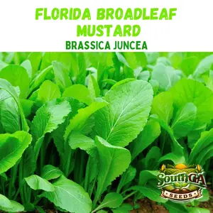Florida Broadleaf Mustard Seeds (Brassica juncea)