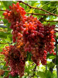 Grow Sweet Seedless Grapes at Home – Crimson Grape Vine for Backyard, Patio, or Garden