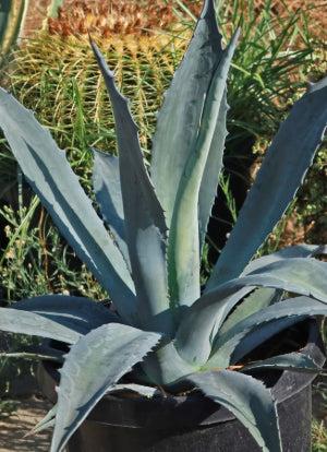 Century Plant - Agave Americana